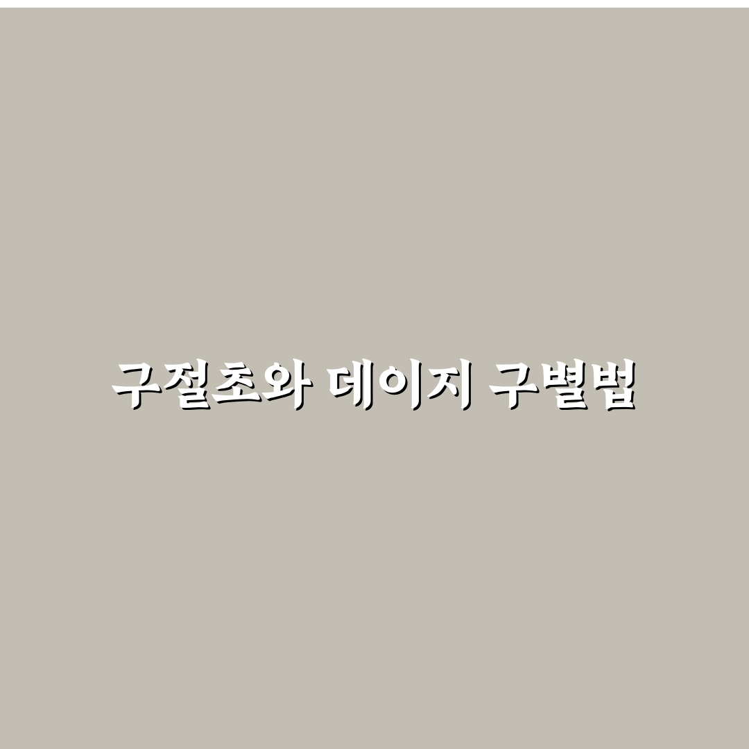 구절초 데이지 구분 쉽고 간단한 방법 정리