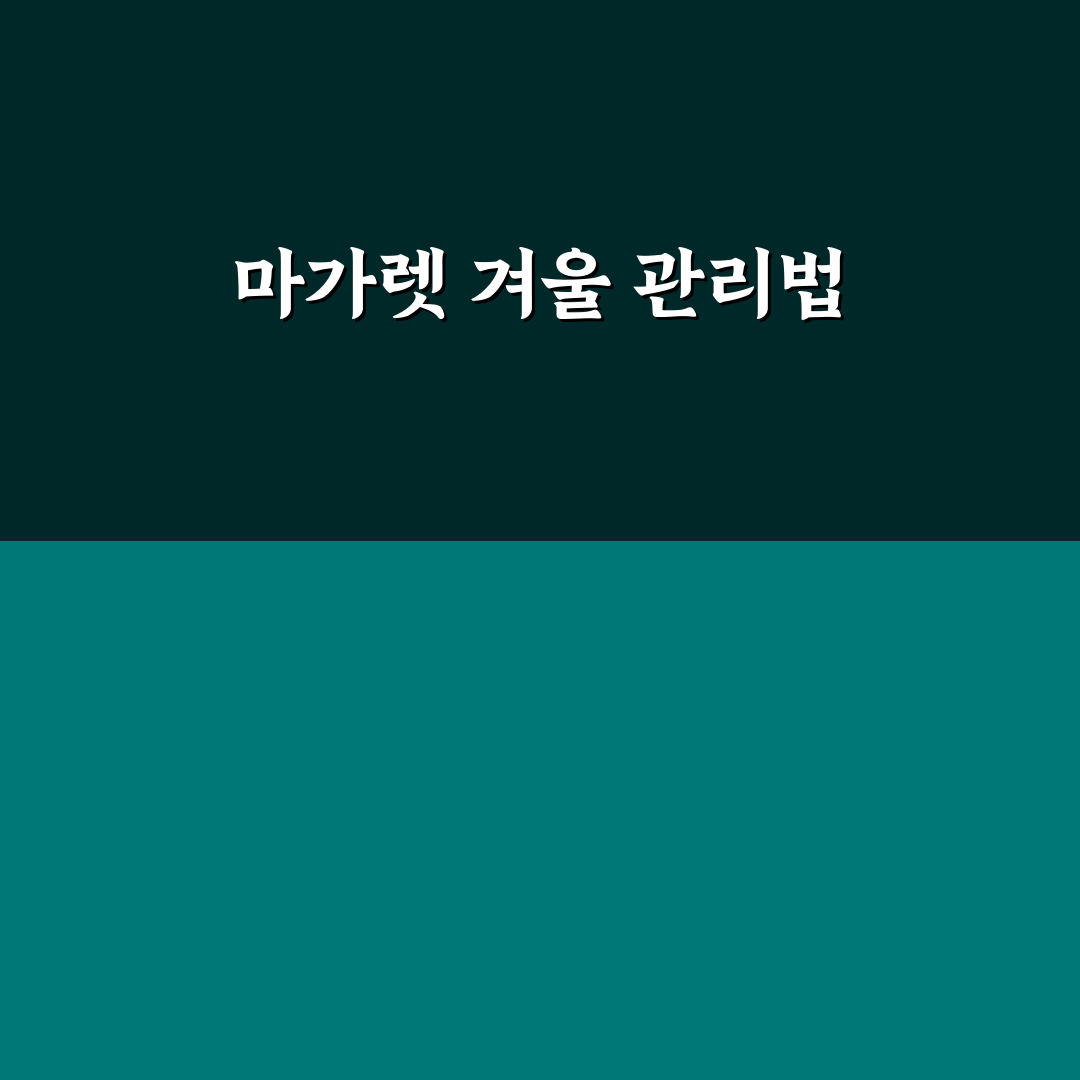 마가렛 꽃 월동 방법과 꿀팁 정리하기