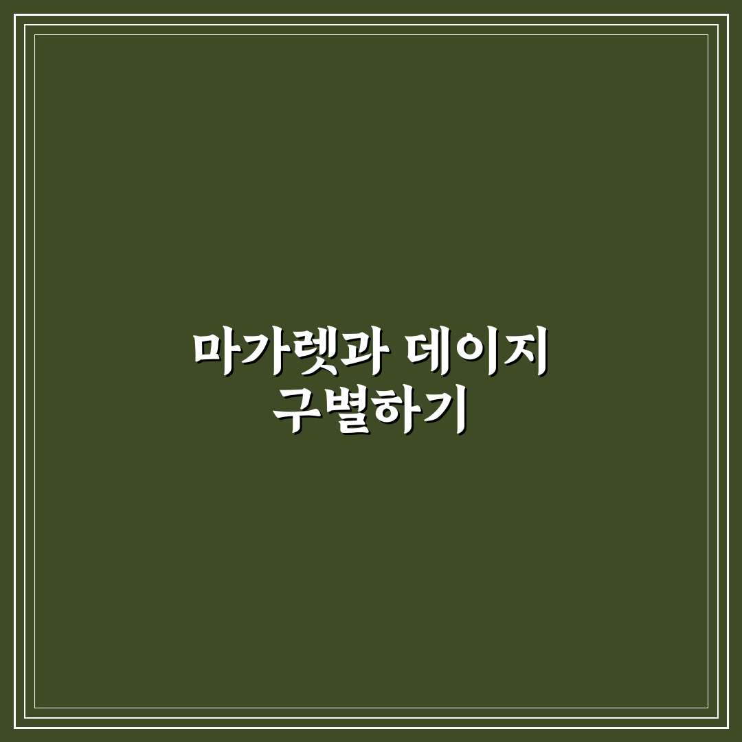 마가렛과데이지꽃차이 쉽게 알려드려요 비교와 팁
