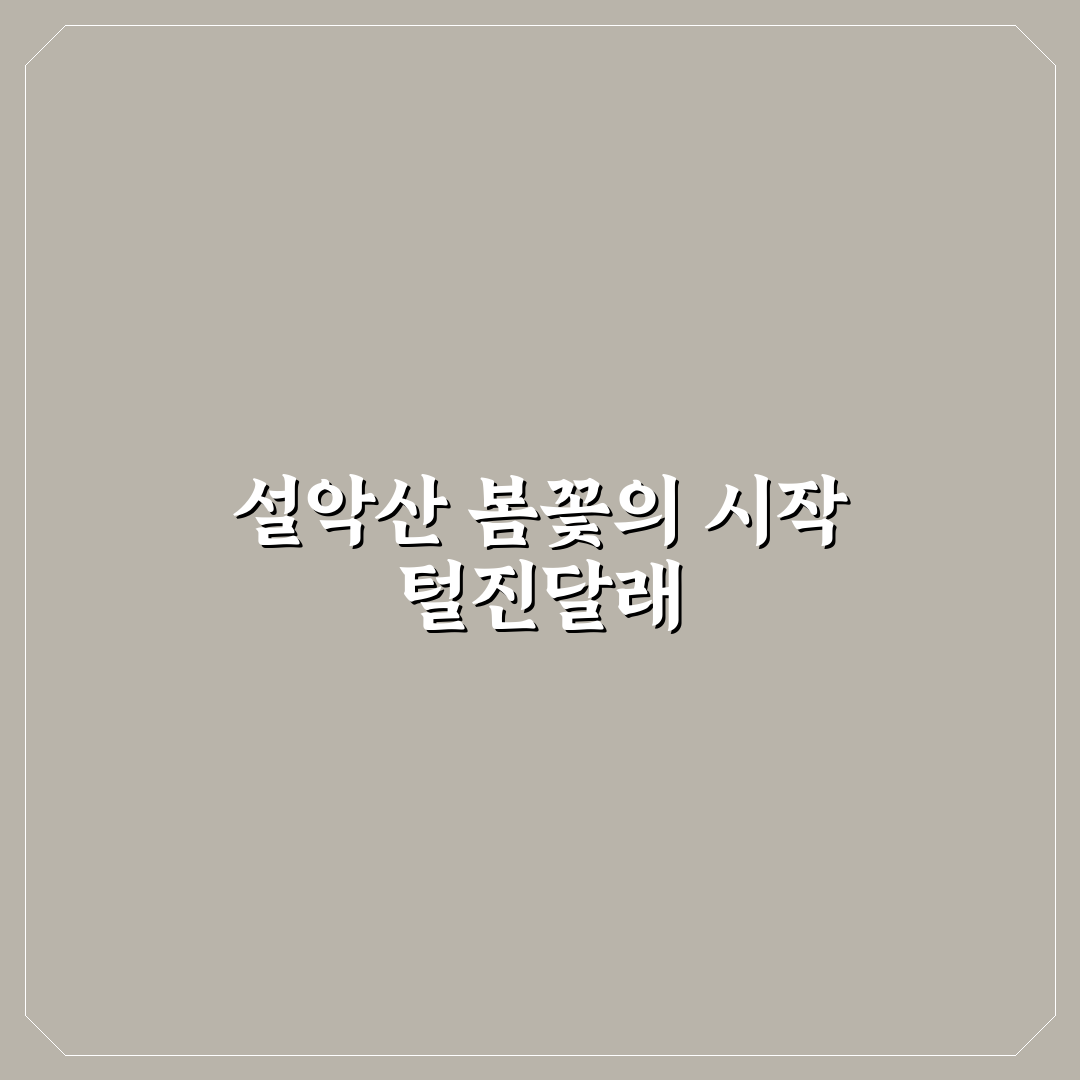 설악산 털진달래 방문 후기, 직접 가보니 풍경과 분위기